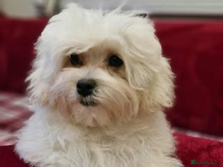 Maltipoo dogs Gorgeous Korean Maltipoo boy - Advert 5