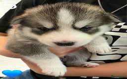 Siberian Husky dogs for sale: Siberian Husky Puppies - Image 11