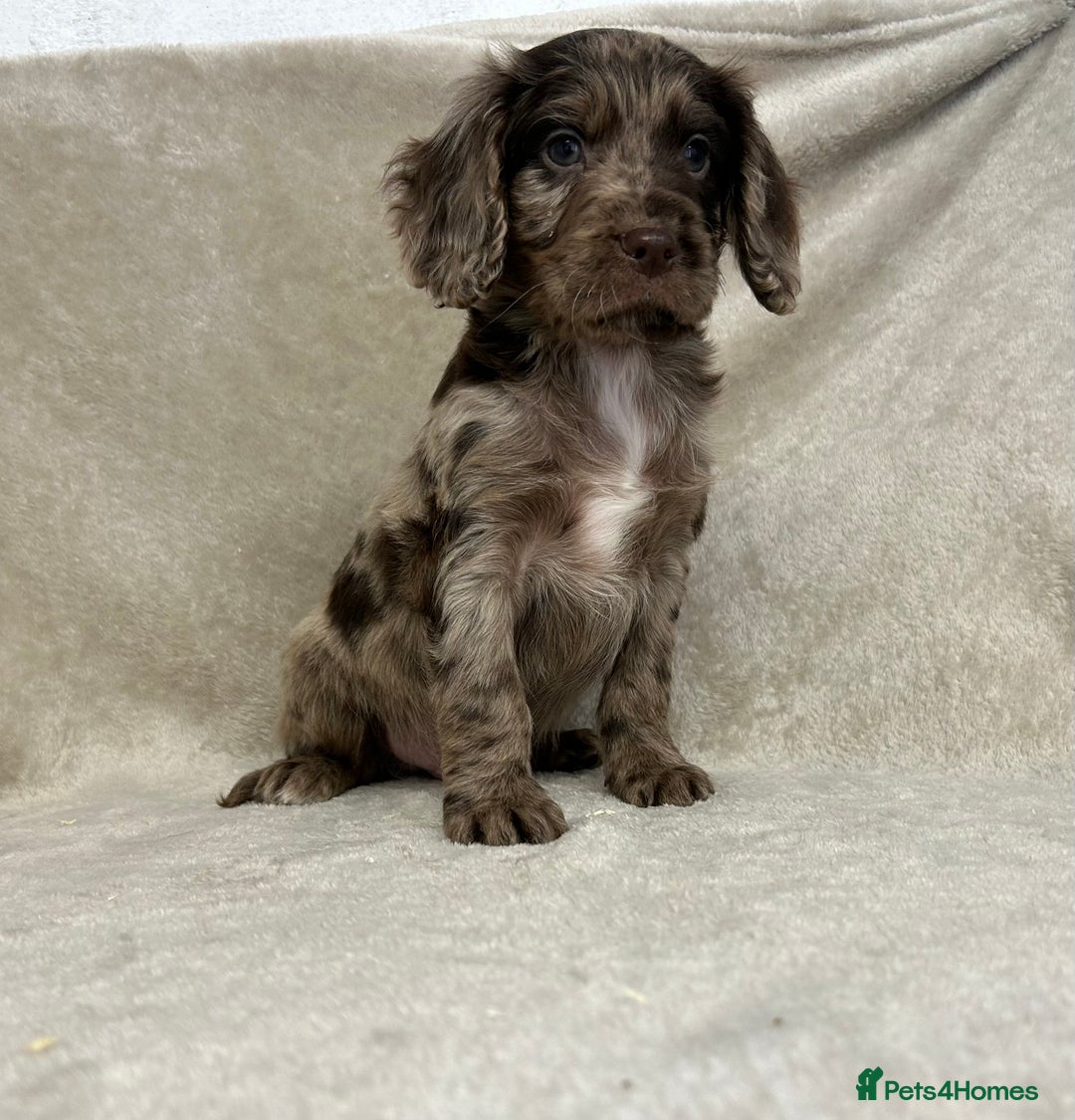 Cockapoo dogs for sale: Stunning cockapoo puppies  - Advert 3