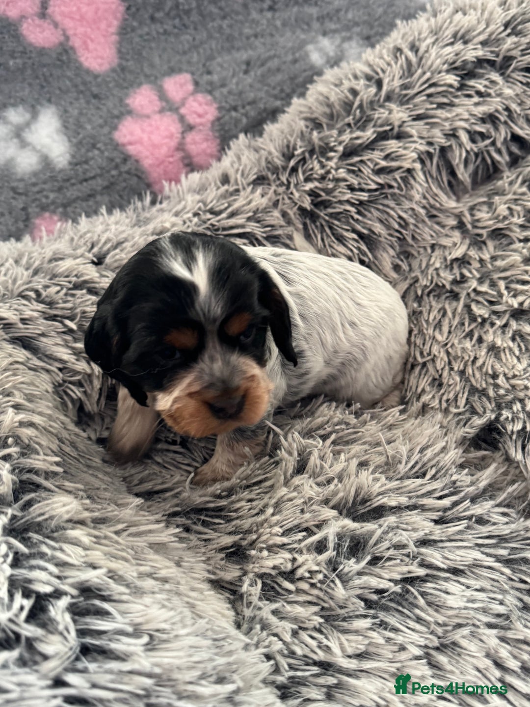 Cocker Spaniel dogs for sale: Show Type Cocker Spaniel Puppies – Girls Only - Advert 4
