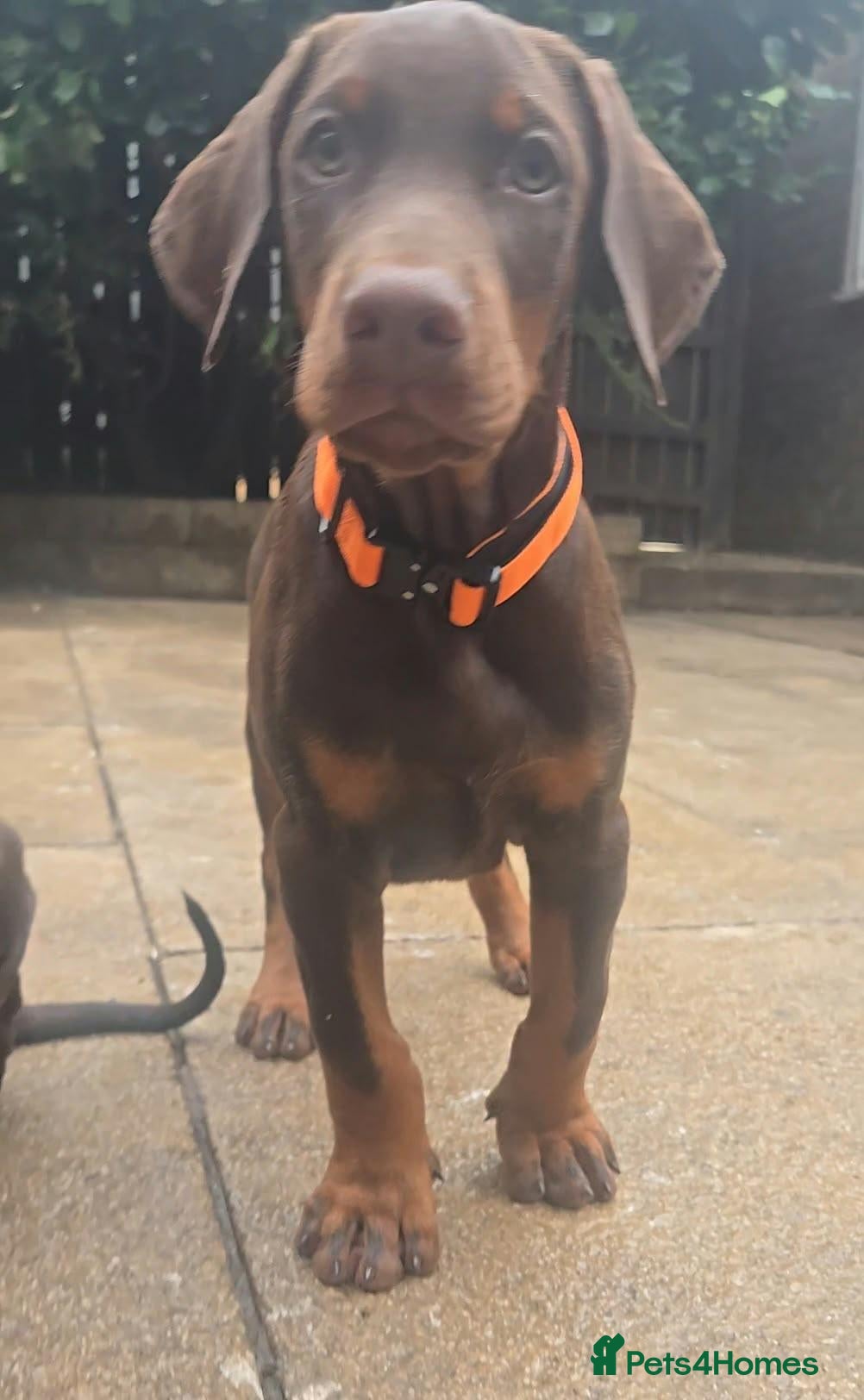 Dobermann dogs Working / showline doberman pups  - Advert 2