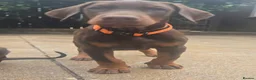 Dobermann dogs for sale: Working / showline doberman pups  - Advert 2