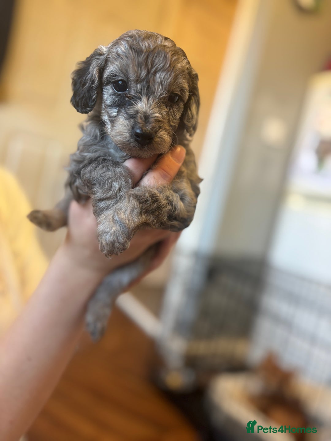 Cockapoo dogs for sale: Miniature cockapoos  - Advert 3