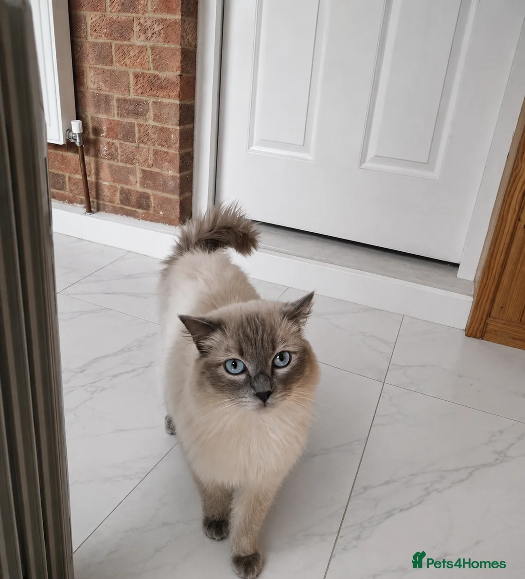 Ragdoll cats for stud: GCCF Blue point Ragdoll stud - Advert 2