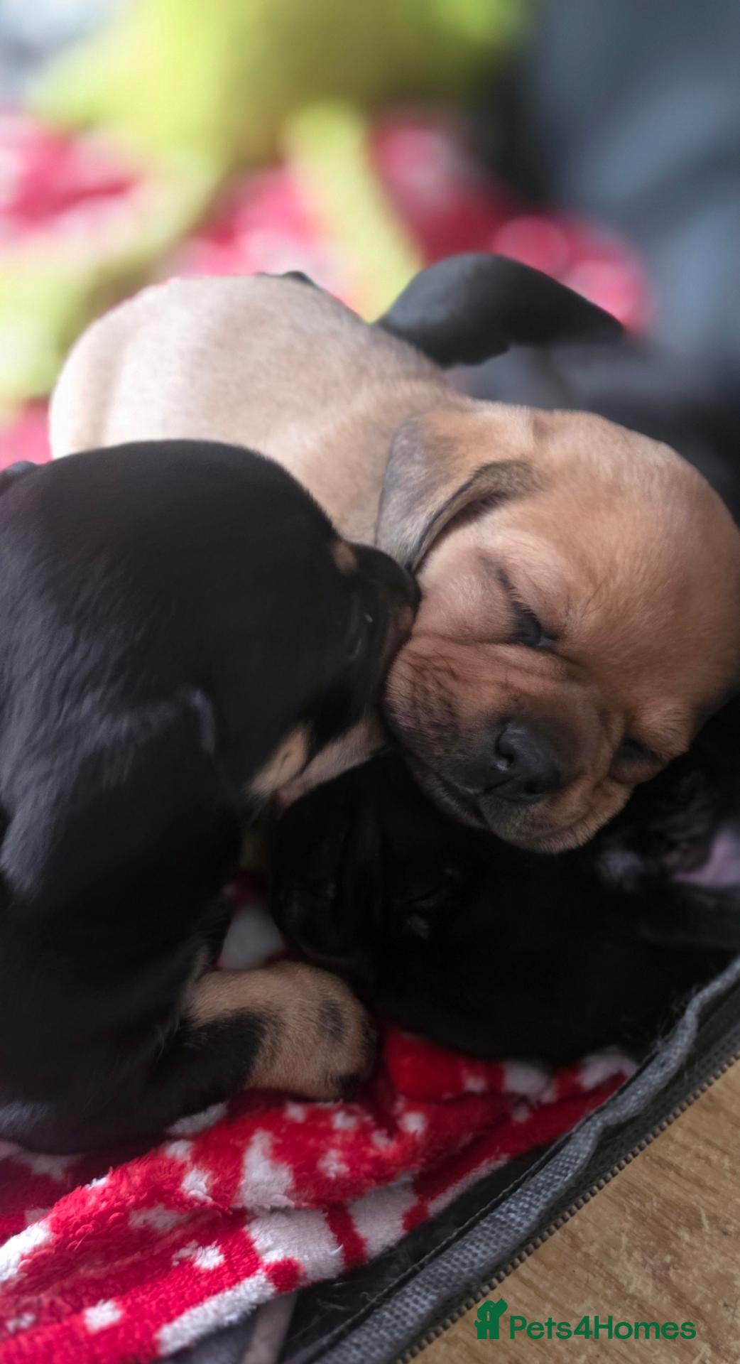 Mixed Breed dogs 3 mixed frenchie dachshund pups for sale - Advert 4