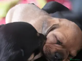 Mixed Breed dogs 3 mixed frenchie dachshund pups for sale - Advert 2