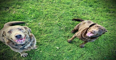 Labrador Retriever dogs - Advert 7