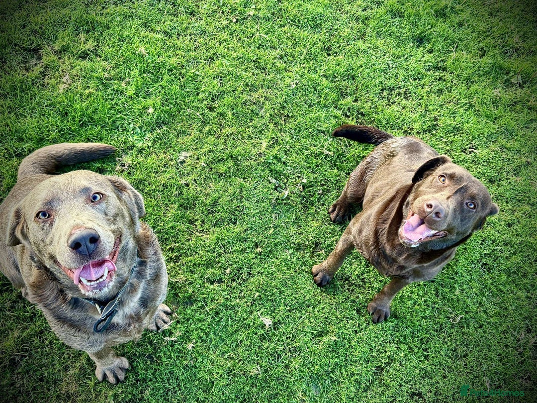 Labrador Retriever dogs for sale: Rolo Looking for a new home  - Image 2