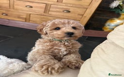 Maltipoo dogs for sale: Maltipoo - Image 9