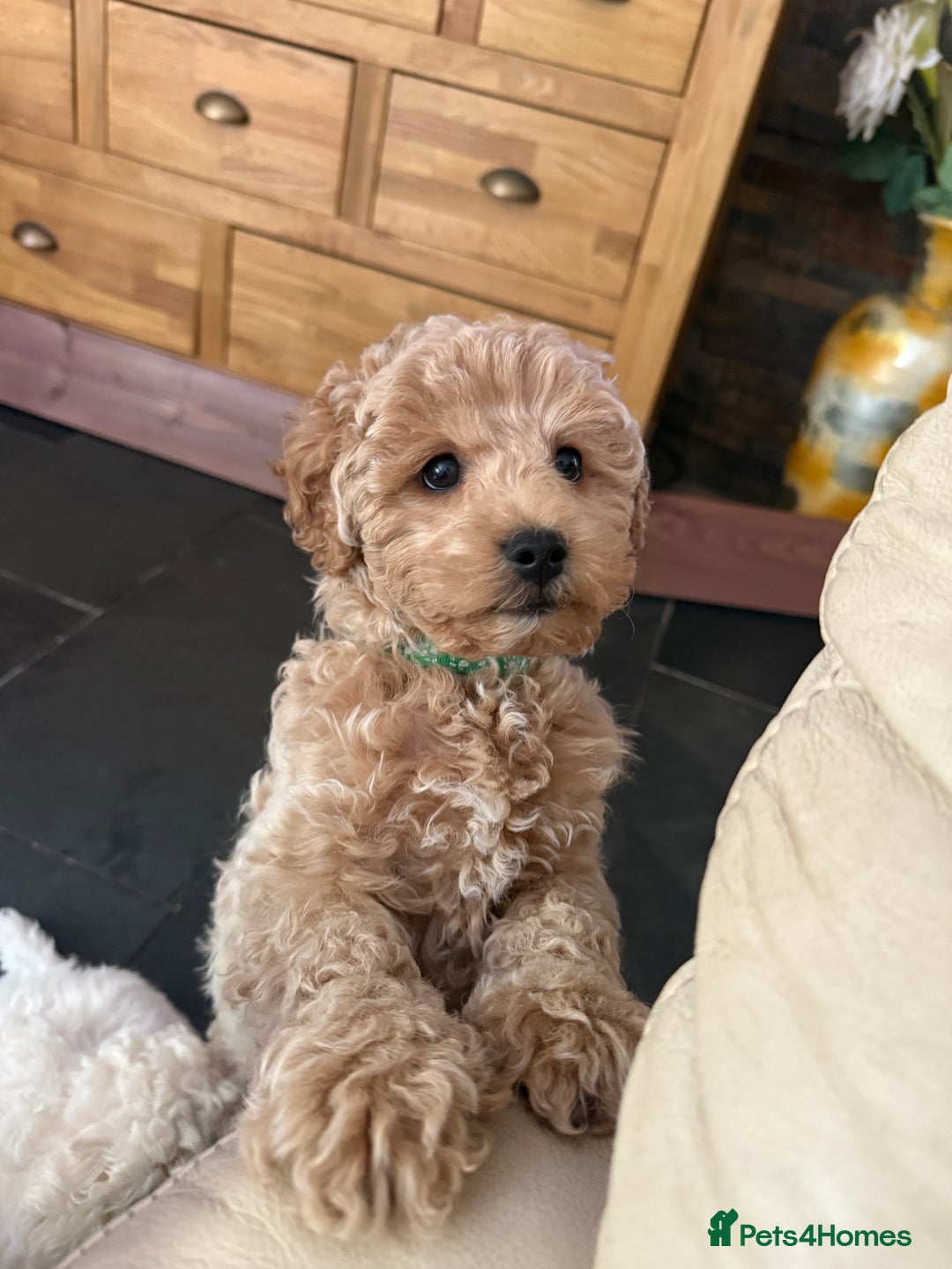 Maltipoo dogs for sale: Maltipoo - Image 9