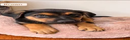 Mixed Breed dogs for sale:  Stunning Rottweiler × German Shepherd Puppies - Advert 6