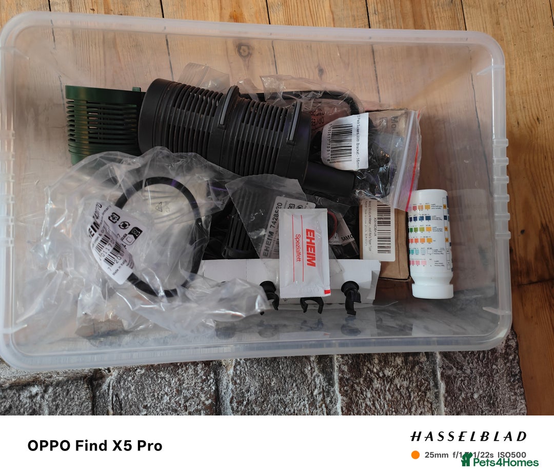 Cichlids fish for sale: Professional tropical aquarium set up - Image 15