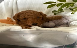 Cavapoo dogs for sale: F1B cavapoo puppies - Image 9