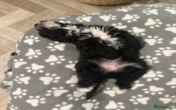 Cockapoo dogs for sale: 🐾ready to leave  black and white cockapoo - Image 6