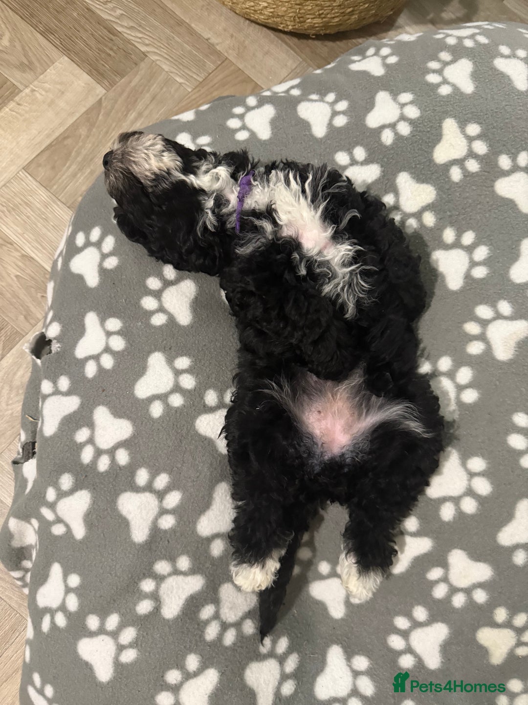 Cockapoo dogs for sale: 🐾ready to leave  black and white cockapoo - Image 6