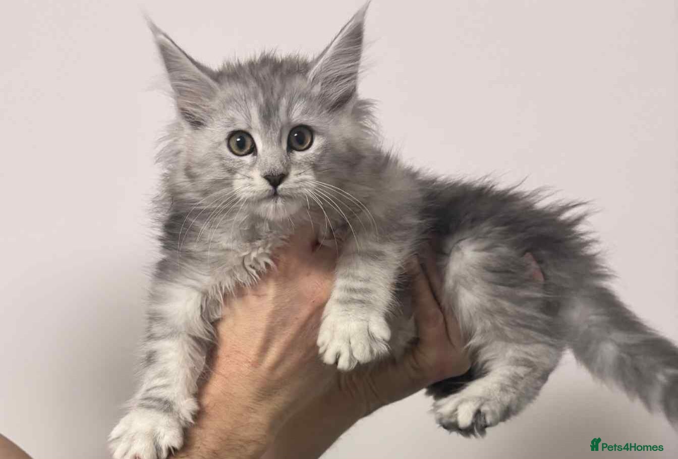 Maine Coon cats TICA REGISTERED DNA CLEAR MAINE Coons 🐈🐈🐈 - Advert 5
