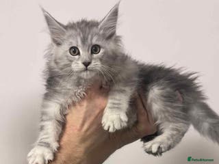 Maine Coon cats TICA REGISTERED DNA CLEAR MAINE Coons 🐈🐈🐈 - Advert 5