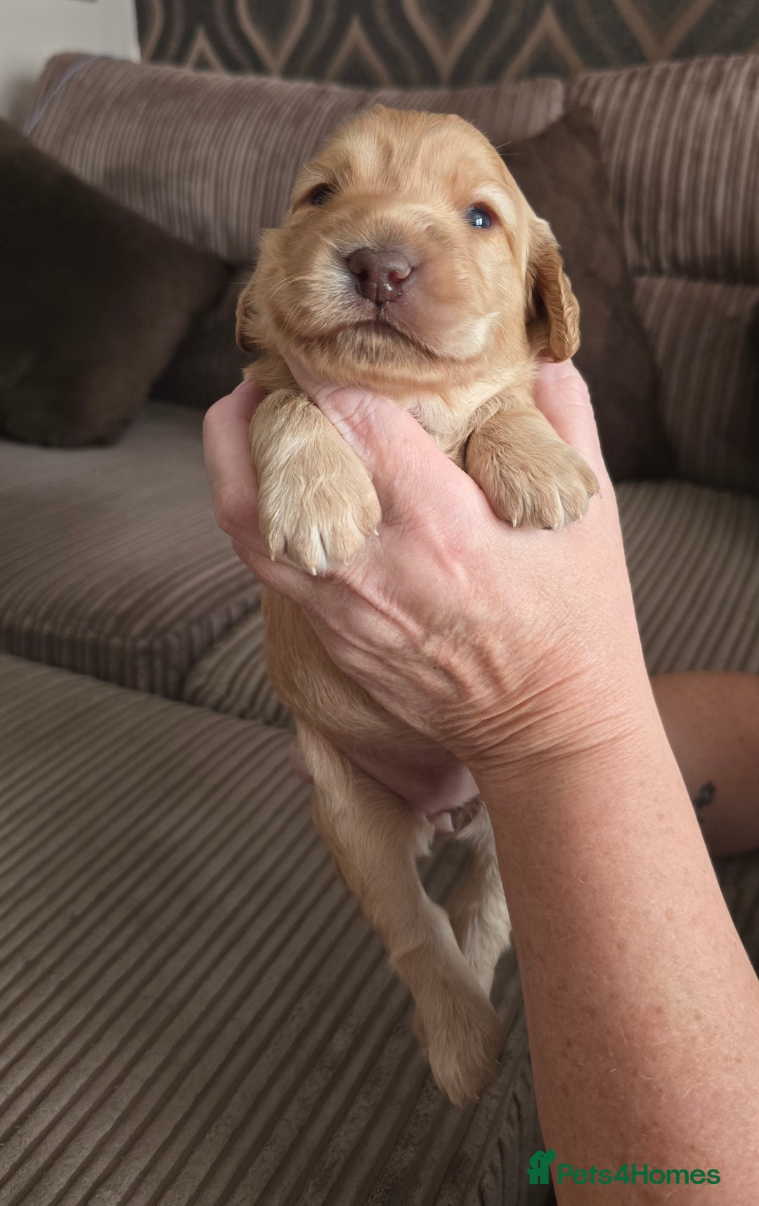 Cockapoo dogs for sale: Female cockapoo cream/beige - Image 8