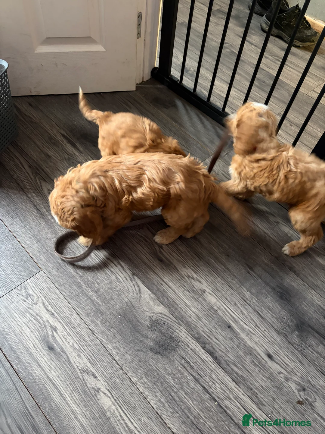 Cockapoo dogs for sale: Cockapoo pups  - Advert 10