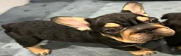 French Bulldog dogs for sale: Fluffy frenchies READY NOW - Advert 5