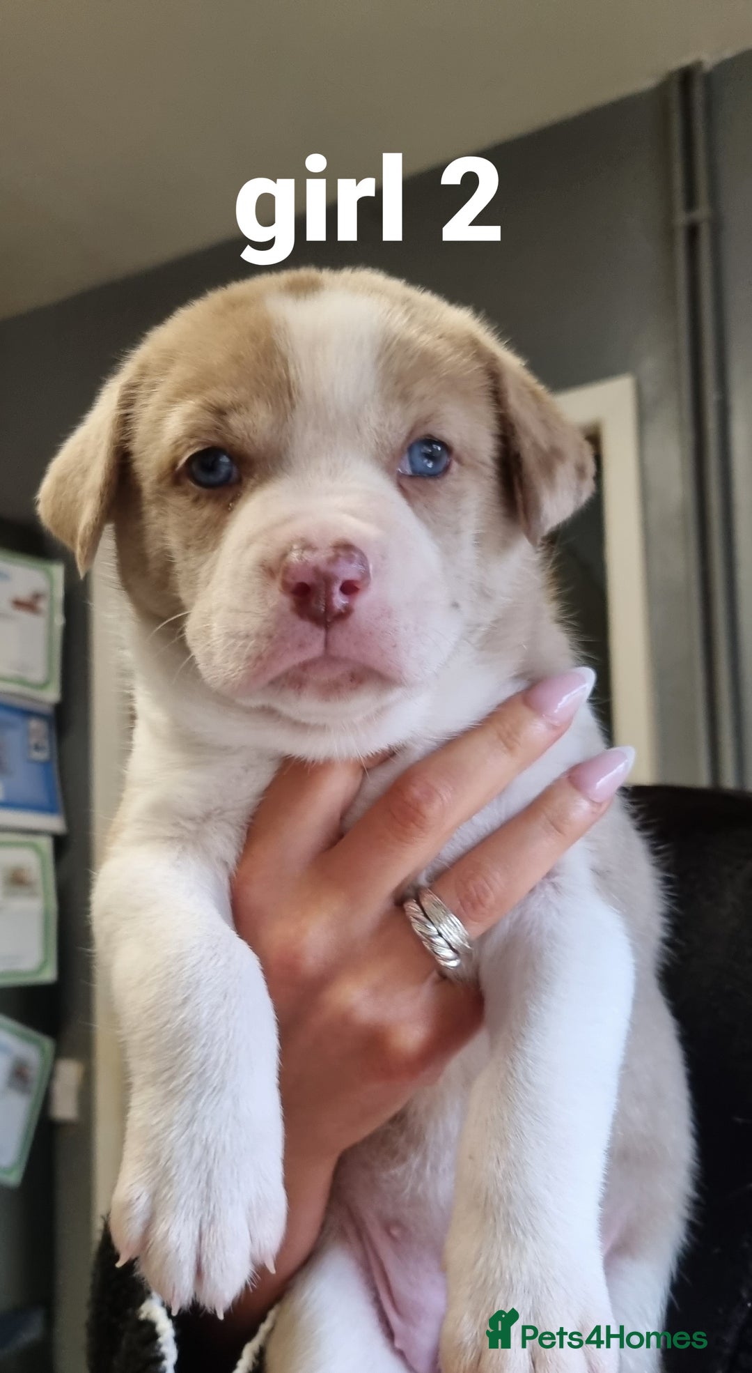 Mixed Breed dogs for sale: Husky cross staffy pups - Image 3