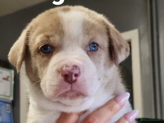 Mixed Breed dogs - Advert 4