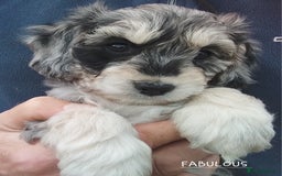 American Cocker Spaniel dogs for sale: SIX SNUGGLE MUFFINS AMERICAN COCKER, TOY POODLE - Image 24