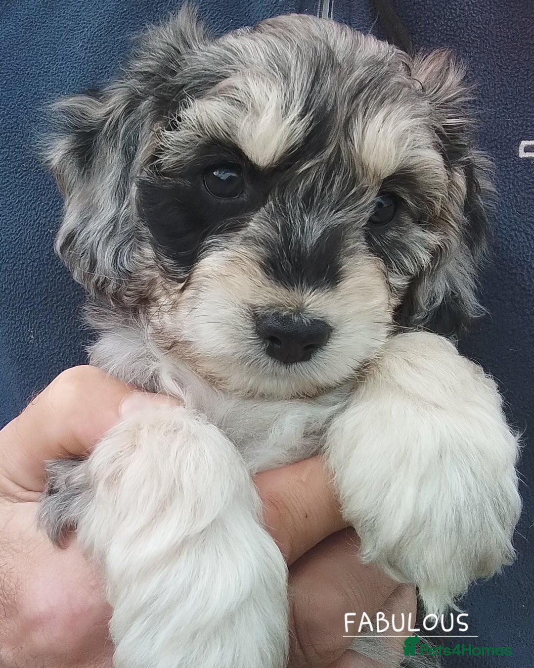 American Cocker Spaniel dogs for sale: SIX SNUGGLE MUFFINS AMERICAN COCKER, TOY POODLE - Image 24