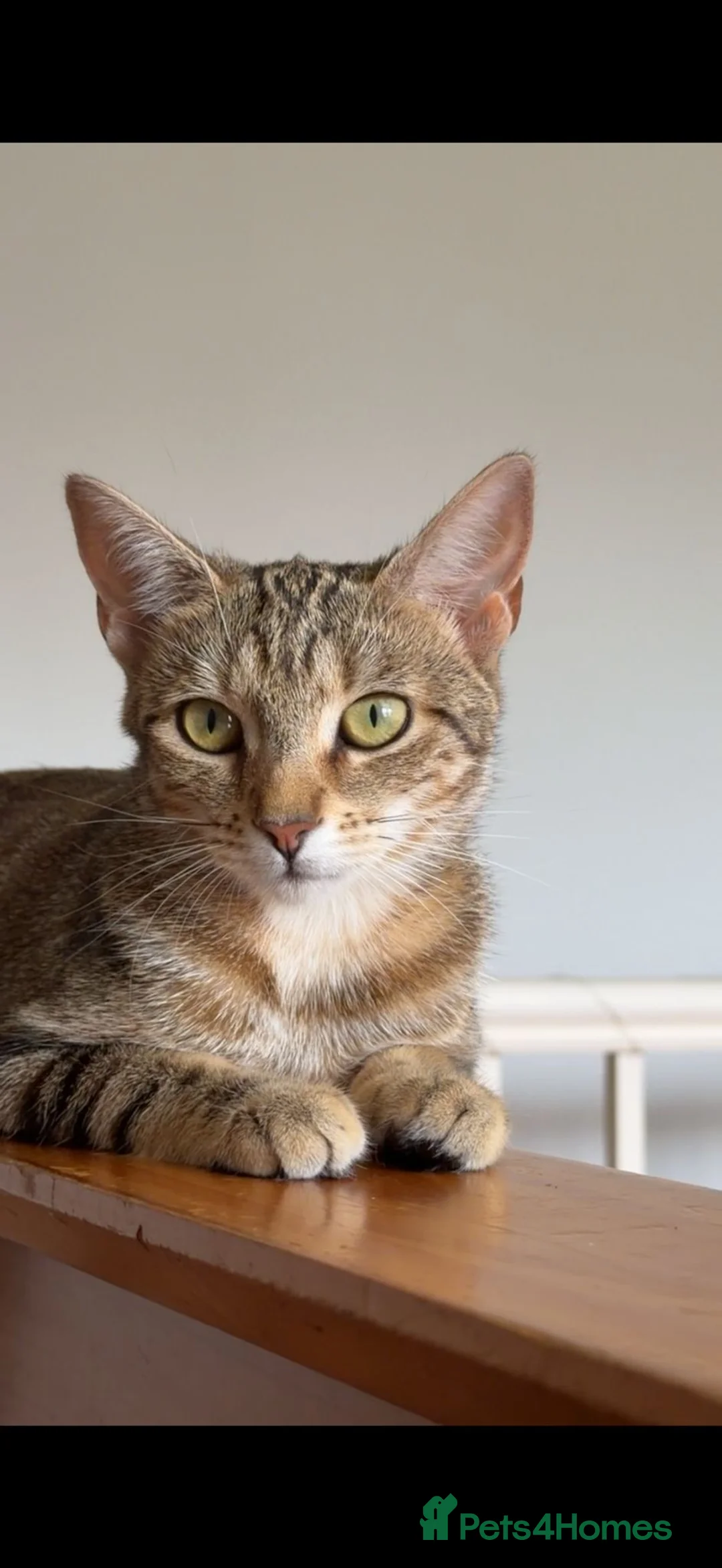 Bengal cats for sale: Adorable Fluffy Kitten Seeking Loving Forever Home in Coventry - Advert 2