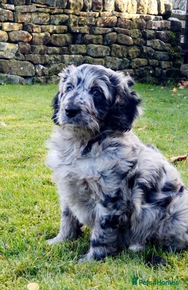 Mini Goldendoodle dogs STUNNING F1 GOLDENDOODLE MERLE BITCH PUP - Advert 3