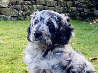 Mini Goldendoodle dogs - Advert 1