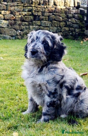 Mini Goldendoodle dogs - Advert 1