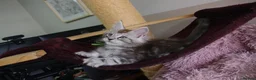 Maine Coon cats for sale: 6 pedigree Mainecoon kittens  - Advert 7