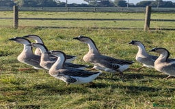 Geese poultry for sale: Trio African geese (vented) in Boston - Image 1