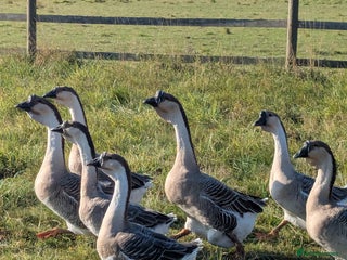 Geese poultry in Boston - Advert 11
