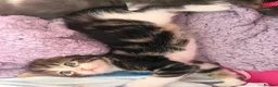 Mixed Breed cats for sale: 3 beautiful fluffy kittens - Advert 6