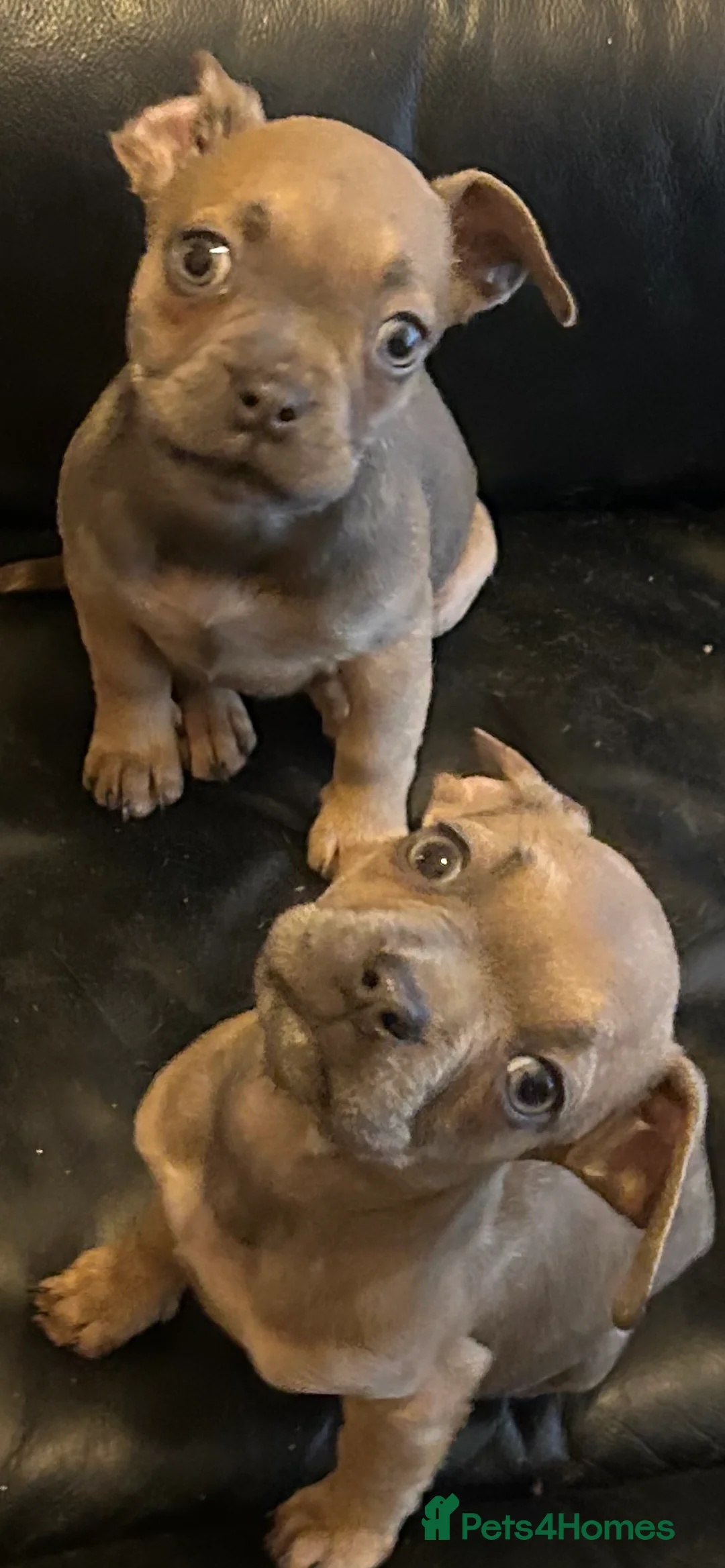 Mixed Breed dogs for sale: French wiener  - Advert 21