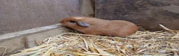 Guinea Pig rodents for sale: Young male guineapigs - Advert 2