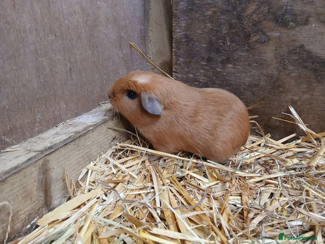 Guinea Pig rodents for sale: Young male guineapigs - Advert 2