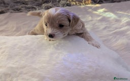 Maltipoo dogs for sale: Quality At it's Finest. From Ch Parents Multipoo - Image 1