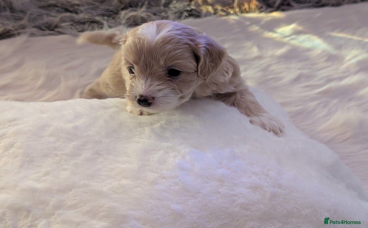 Maltipoo dogs - Advert 2