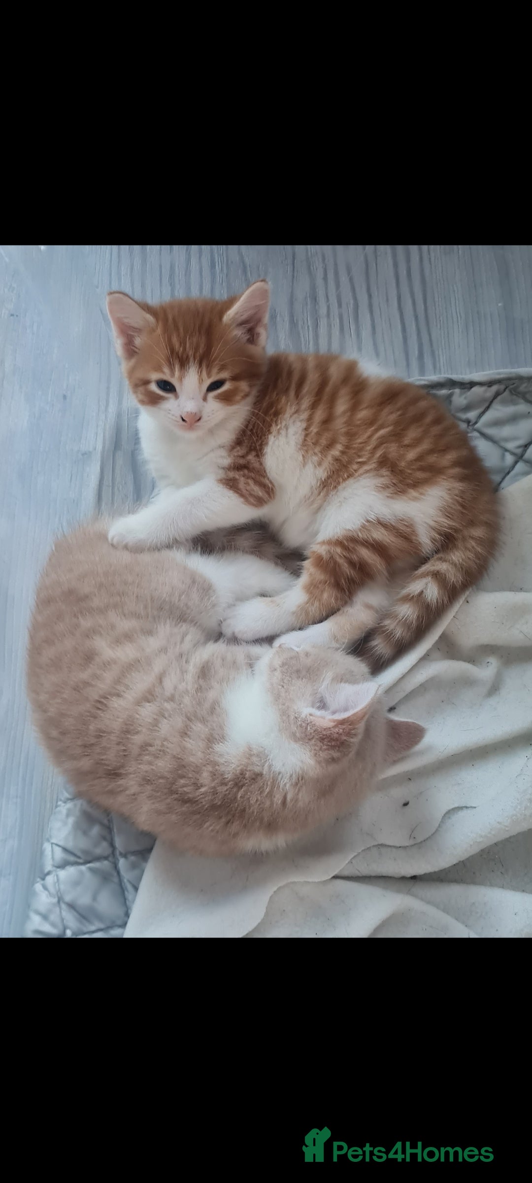 Mixed Breed cats for sale: Beautiful kittens - Advert 10