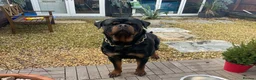 Rottweiler dogs for sale: Rottweiler male  in Washington - Advert 3