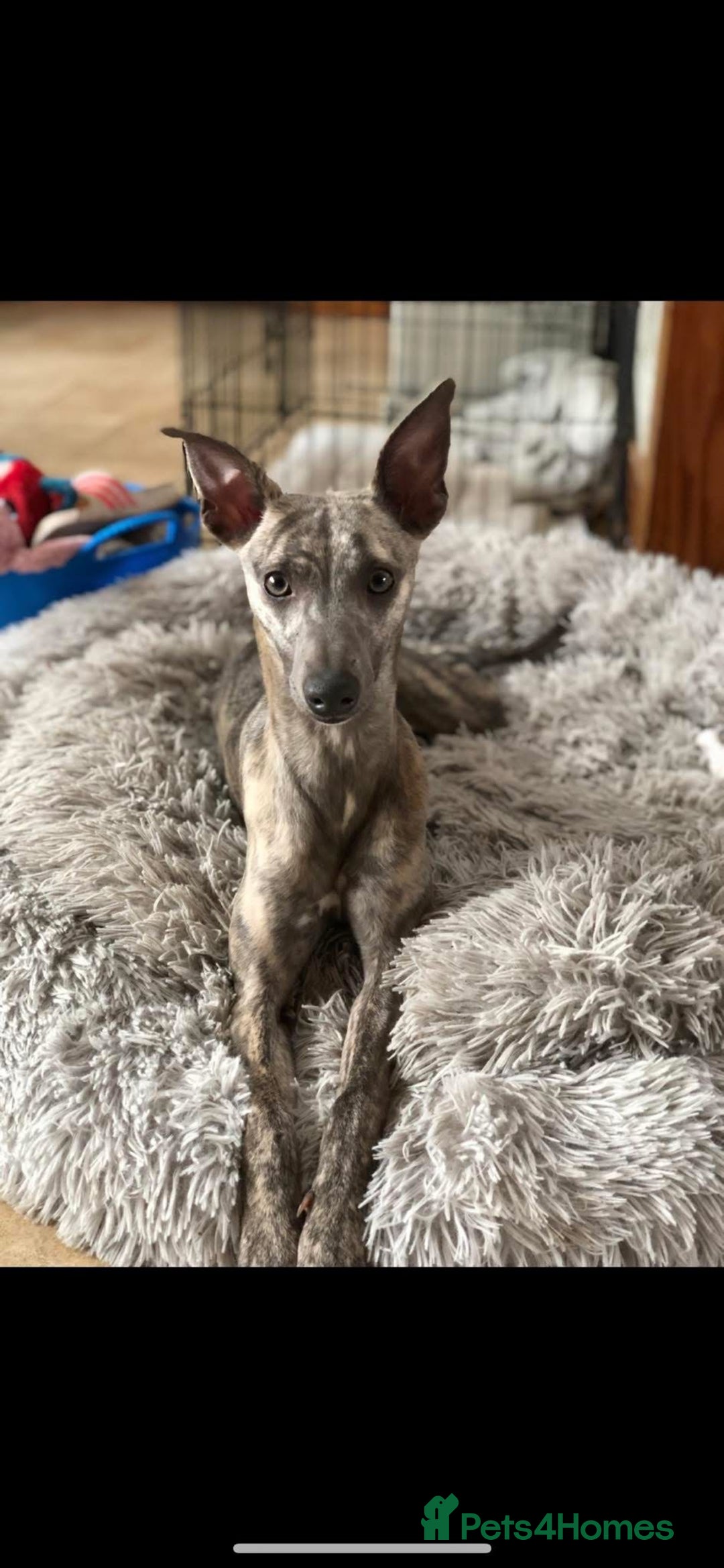 Mixed Breed dogs for sale: F1 Whippet x Bedlington terrier  - Image 4