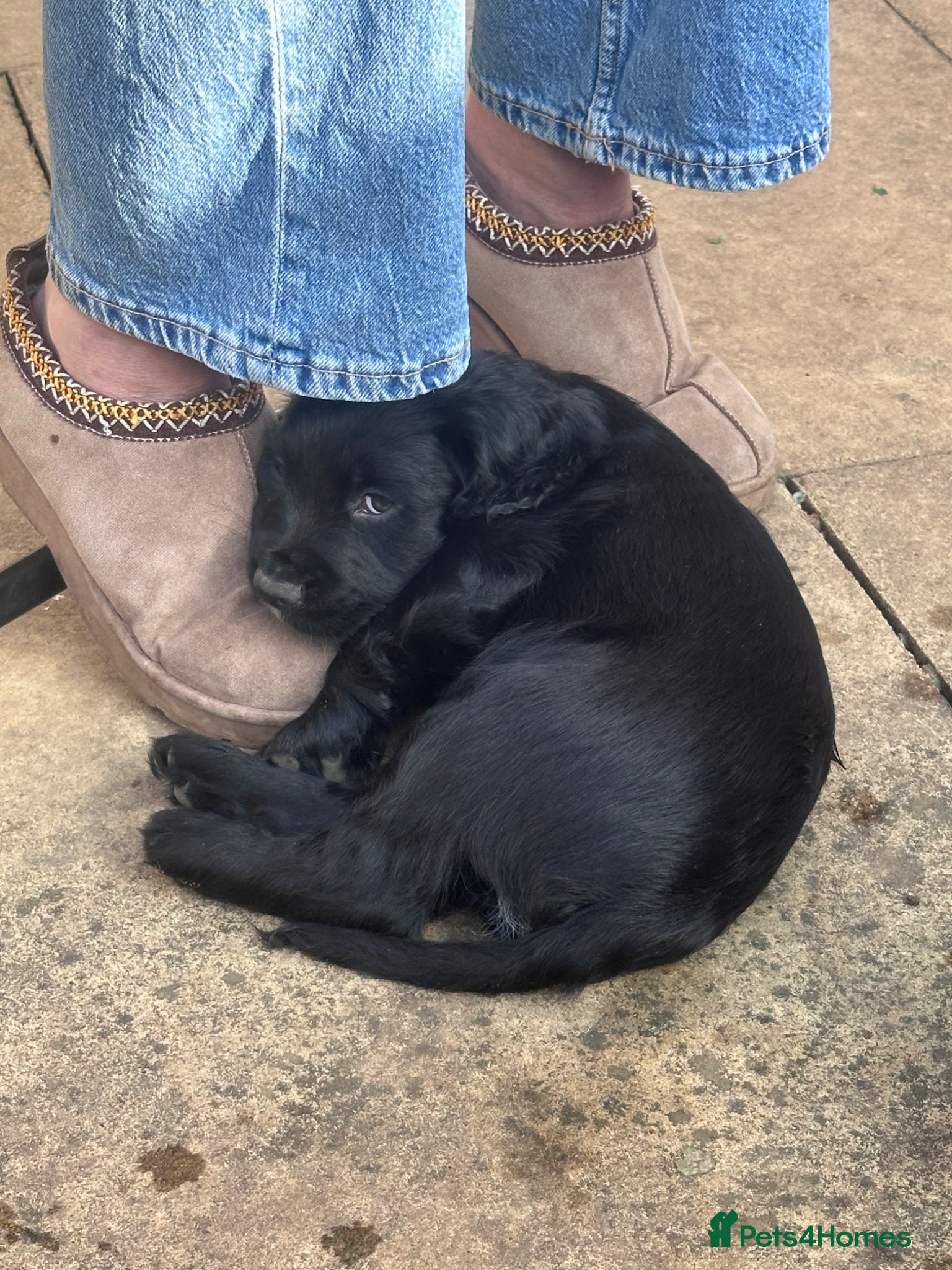 Sprocker dogs Last black male. Sprocker pup 26th March ready - Advert 7