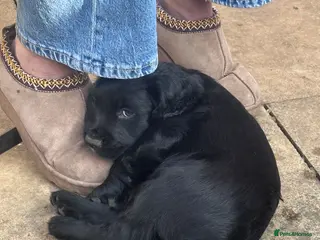 Sprocker dogs Last black male. Sprocker pup 26th March ready - Advert 7