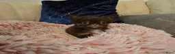 Chihuahua dogs for sale: XX quality chihuahua chocolate longcoat puppies XX - Advert 14