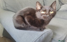 Ragdoll cats for sale: 2 Gorgeous Ragdoll/Bengal boys - Image 3