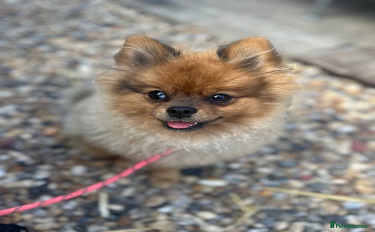 Pomeranian dogs - Advert 3