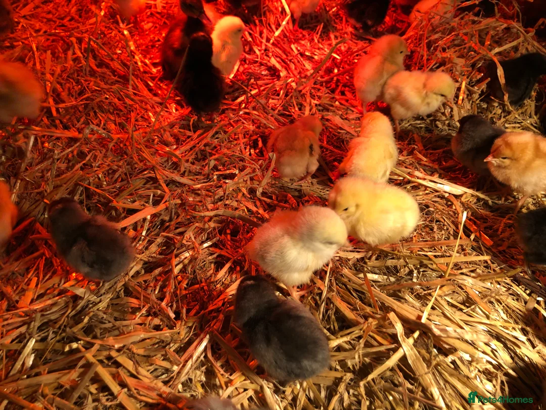 Chickens poultry for sale: Happy healthy sexed pullet chicks - Advert 10